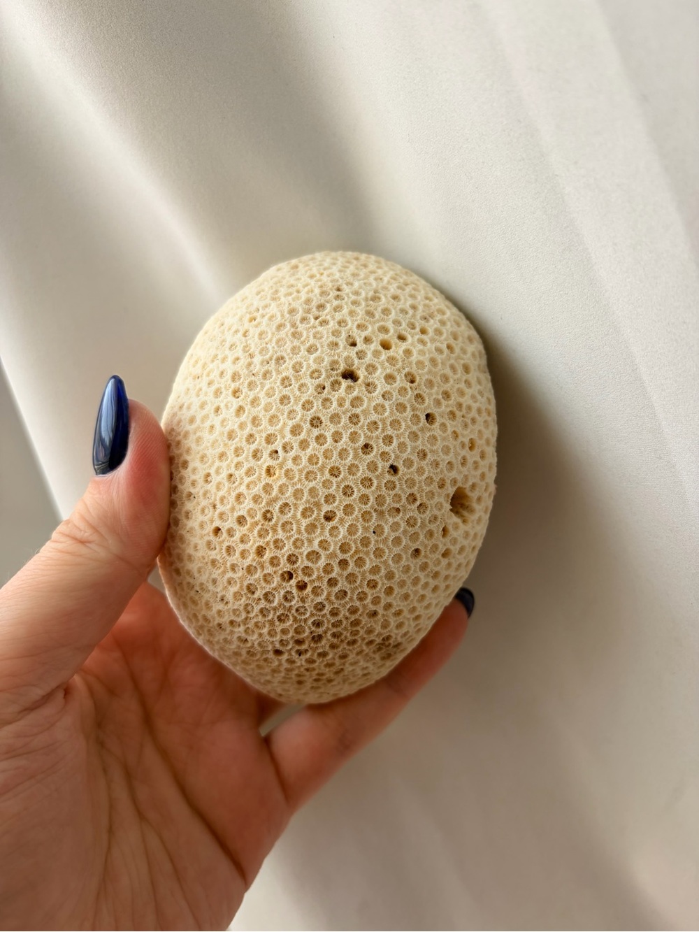 Large natural star coral